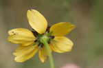 Clasping coneflower